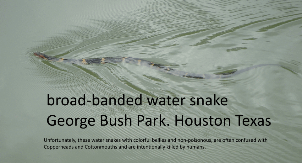 GEORGE BUSH PARK Broad-banded Water Snake